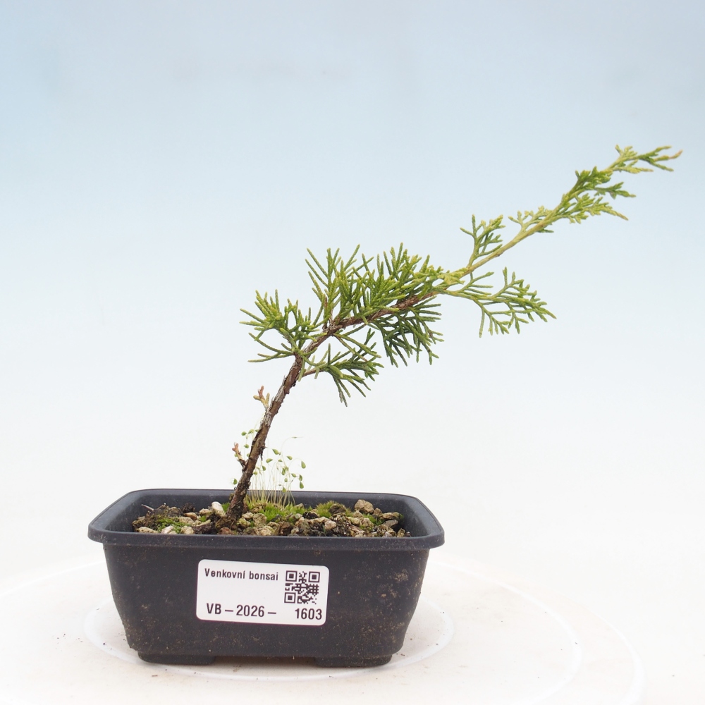 Kültéri bonsai - Juniperus chinensis Itoigawa