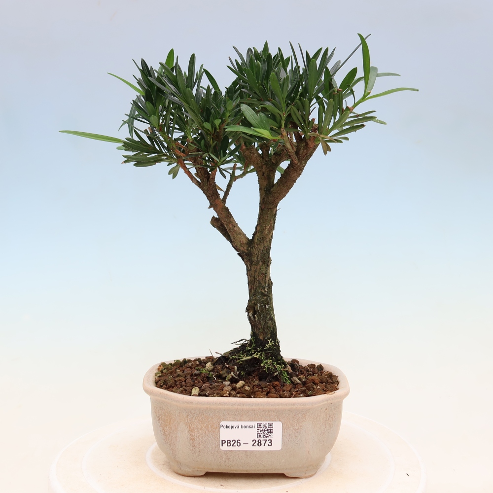 Szobai bonsai - Podocarpus - Kőtiszafa