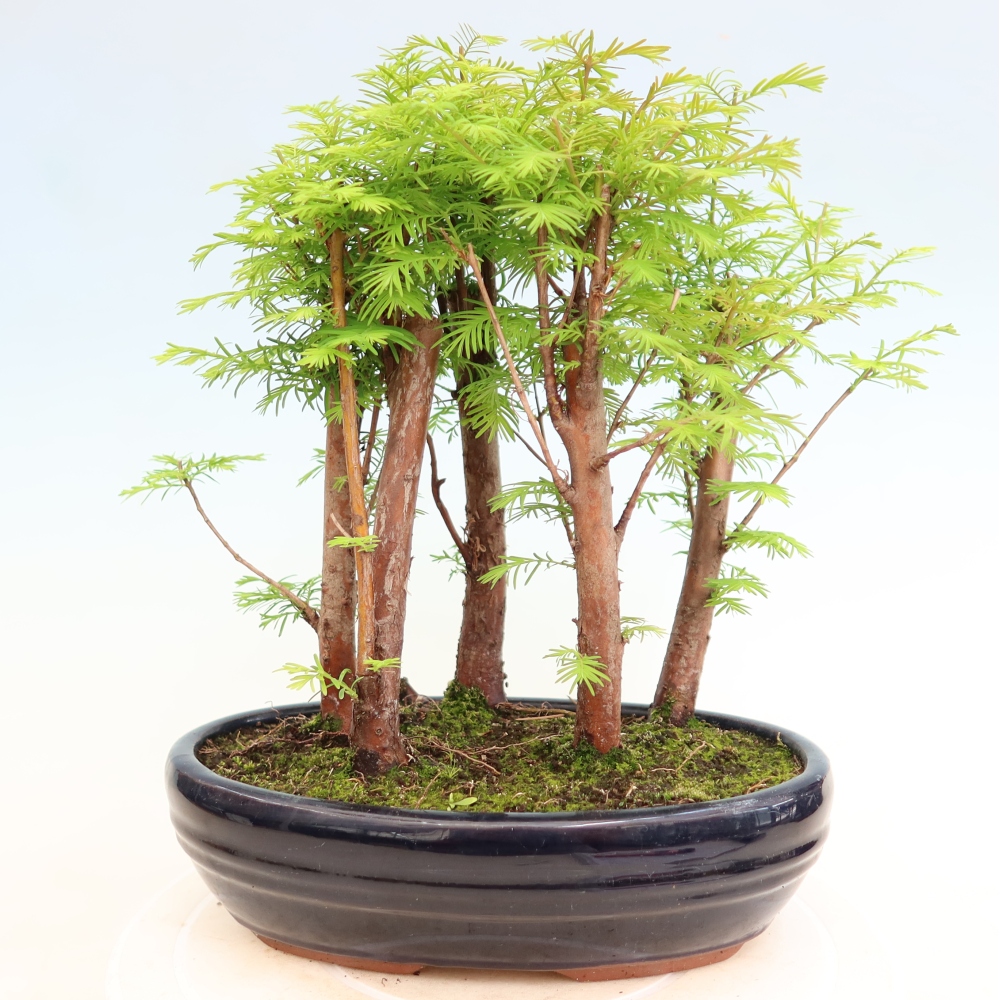 Kültéri bonsai – Metasequoia glyptostroboides – kínai metasequoia – kis erdő