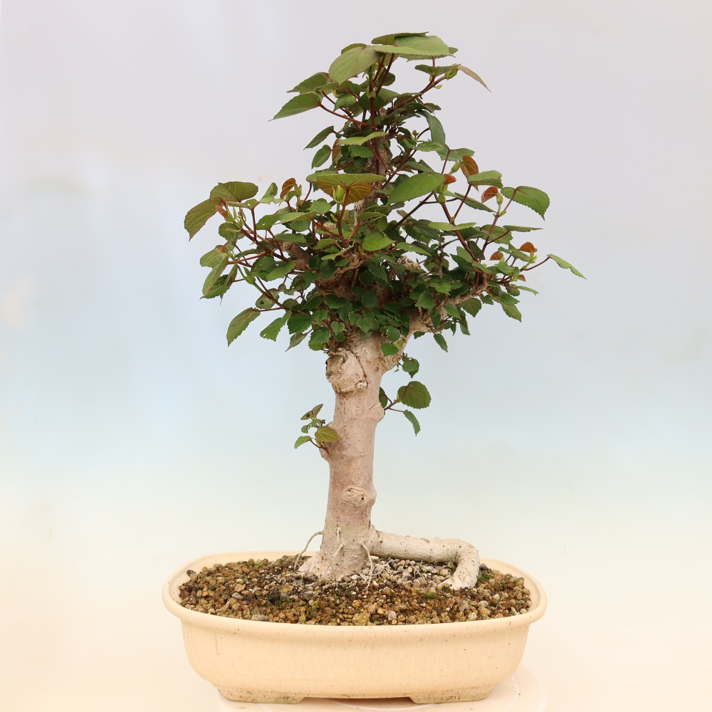 Beltéri bonsai - Hibiscus tiliaceus - tengeri hibiszkusz