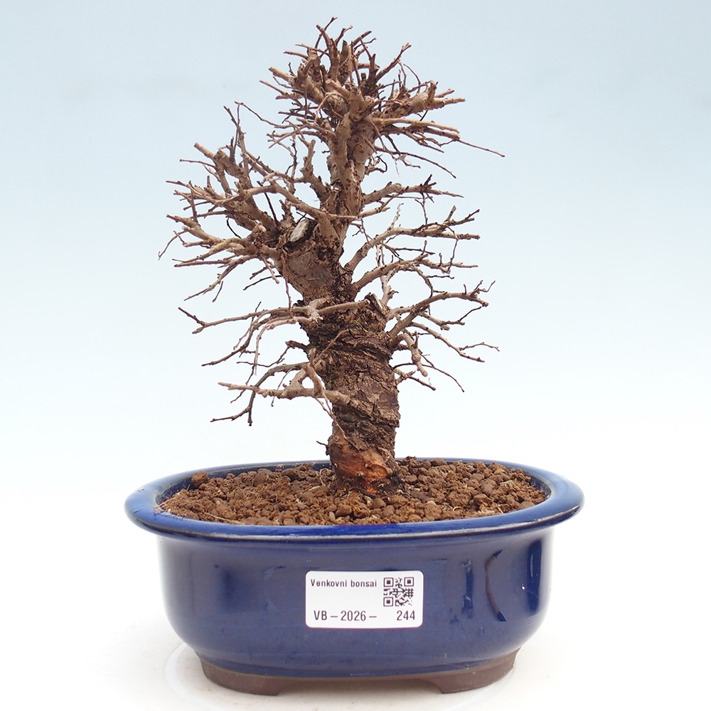 Kültéri bonsai - Zelkova - Zelkova NIRE
