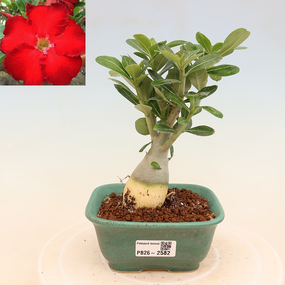 Szobabonsai – Adenium obesum Red Star – Sivatagi rózsa