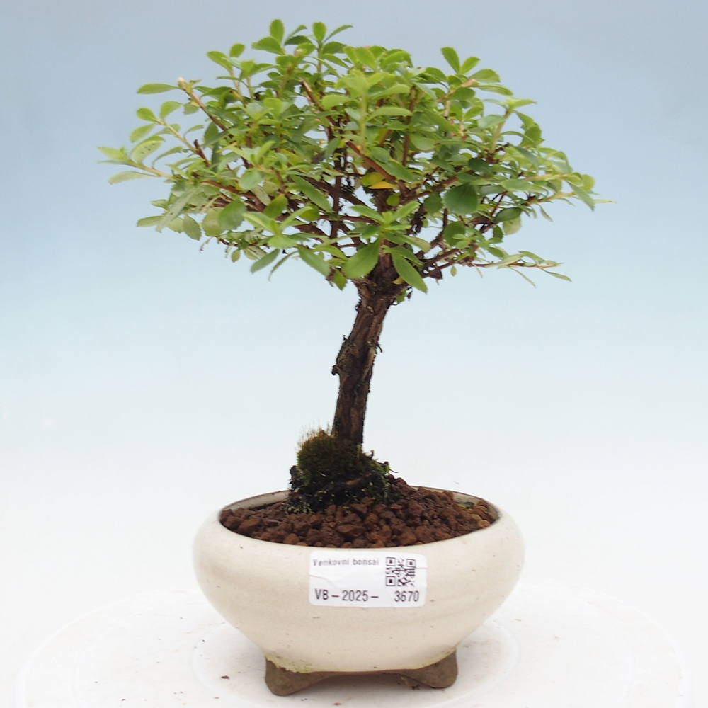Kültéri bonsai - Escallonia 'Dart's Rosy Red' - Zábluda