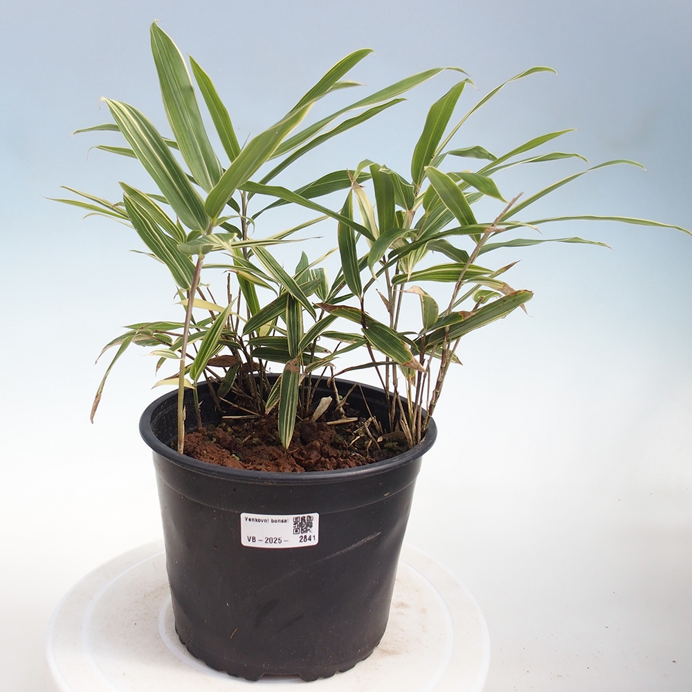 Kültéri bonsai - Sasaella masamuneana Albostriata - Bambusz