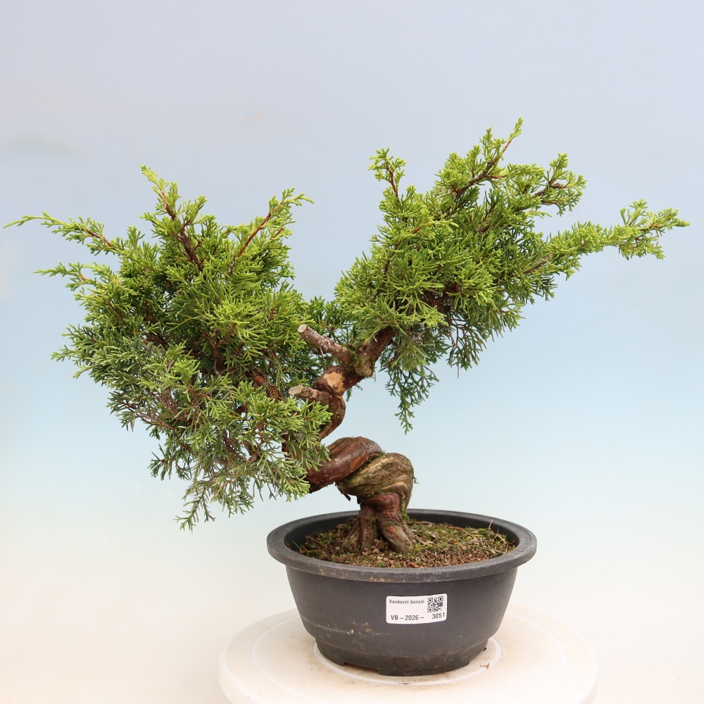 Kültéri bonsai - Juniperus chinensis Itoigawa-Juniperus chinensis