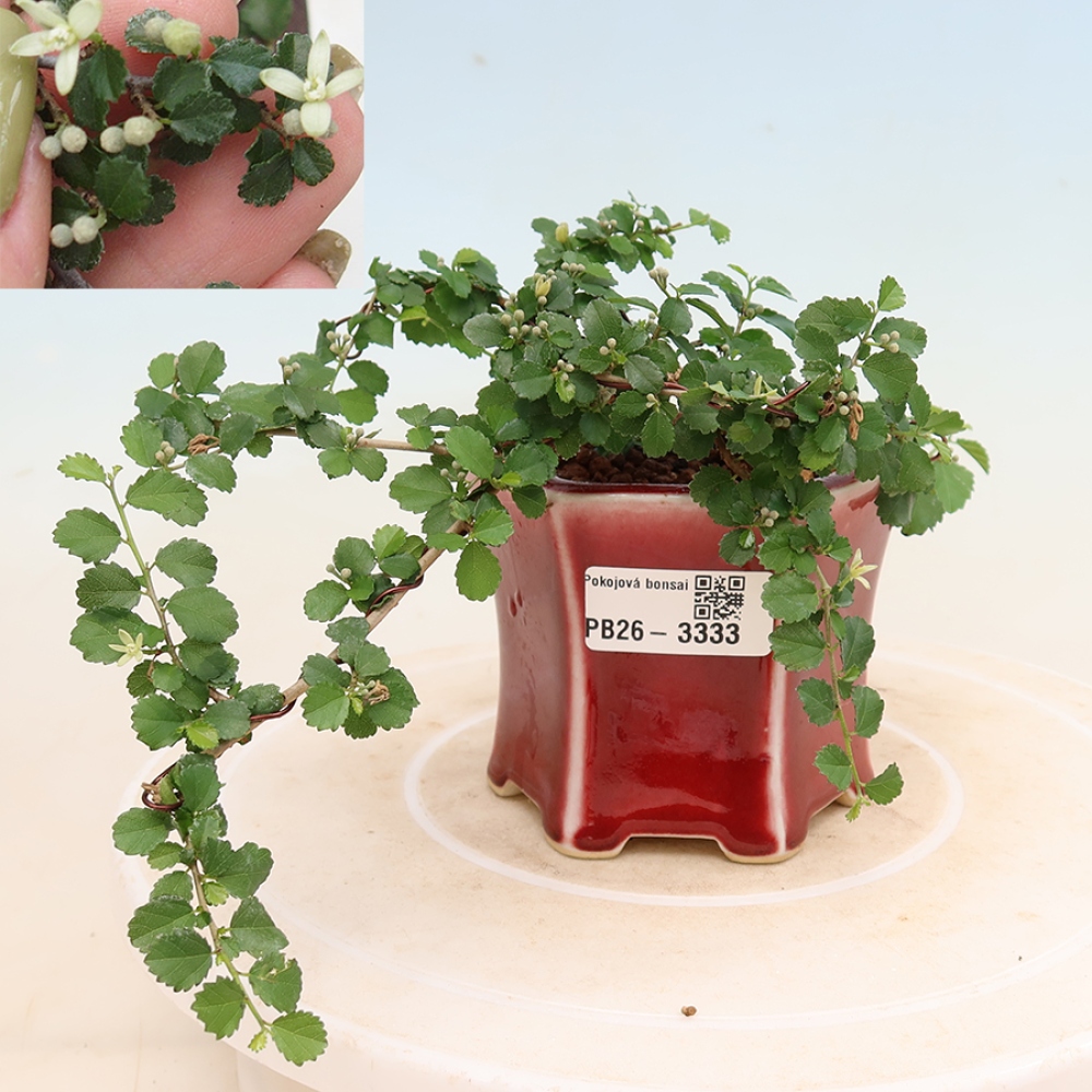 Szobai bonsai - Grewia sp. - Grewia malafolia