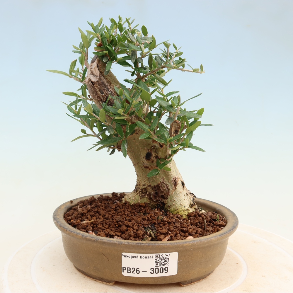 Beltéri bonsai - Olea europaea sylvestris