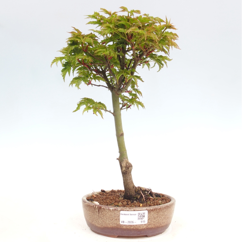 Kültéri bonsai -Javor pálma Acer palmatum Shishigashira