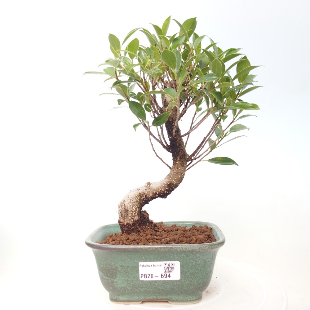 Szobai bonsai - Ficus retusa - kislevelű fikusz