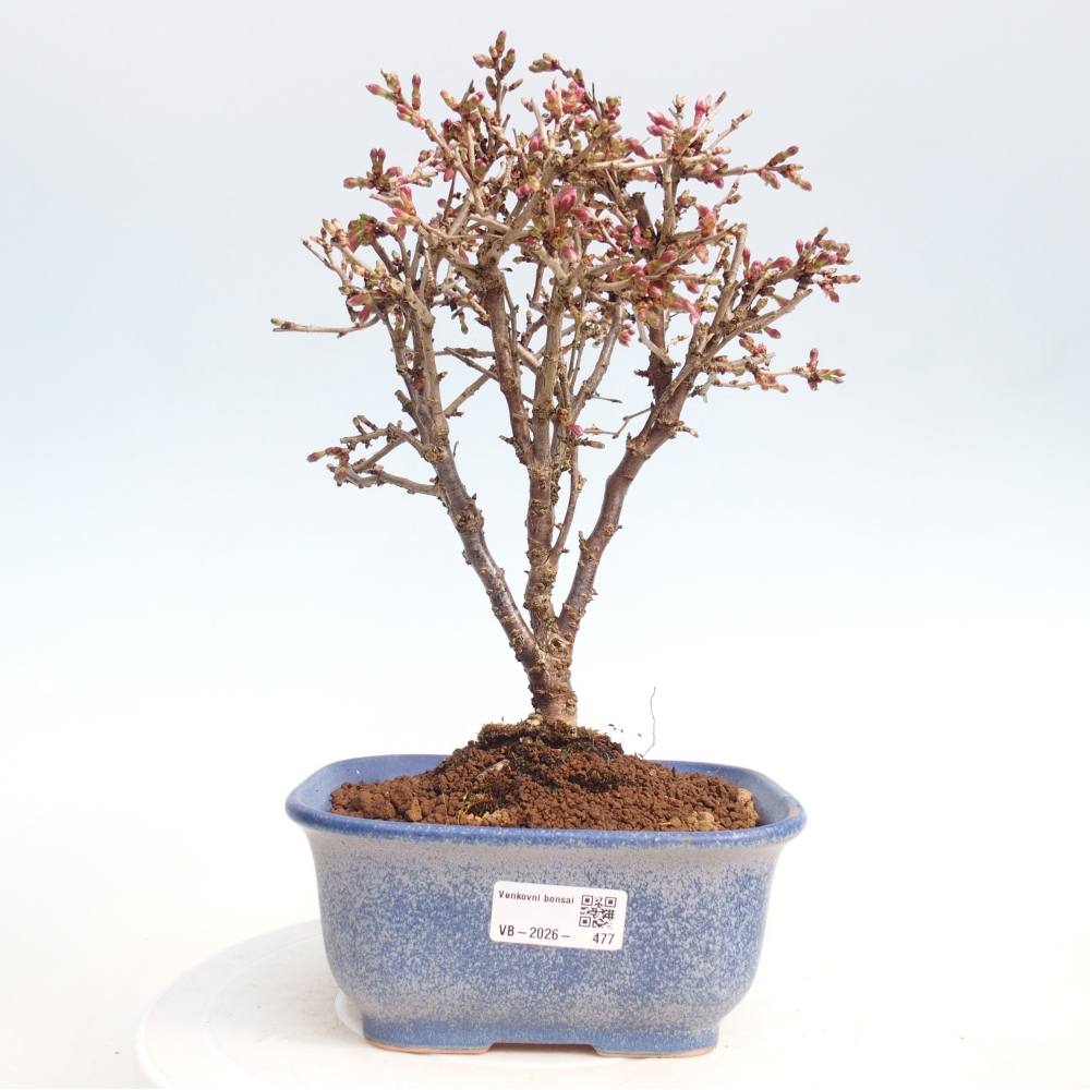 Kültéri bonsai - Prunus incisa Kojou-no mai-Plivon kivágva