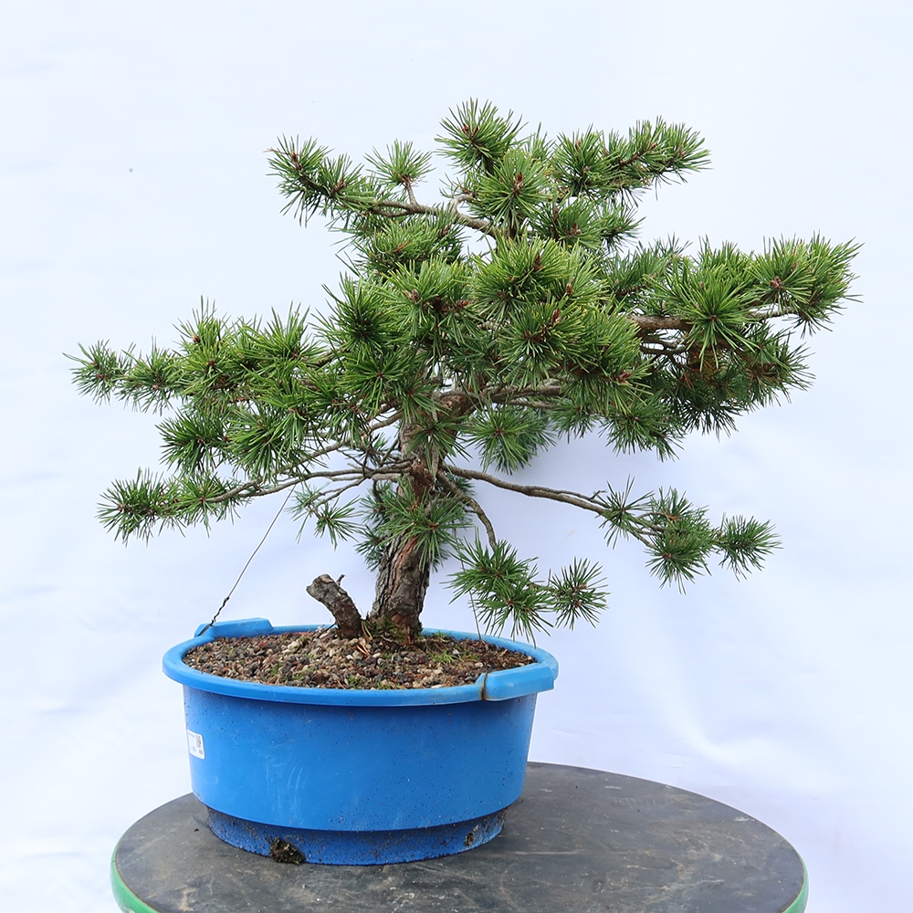 Pinus sylvestris Spanyolország – erdei fenyő