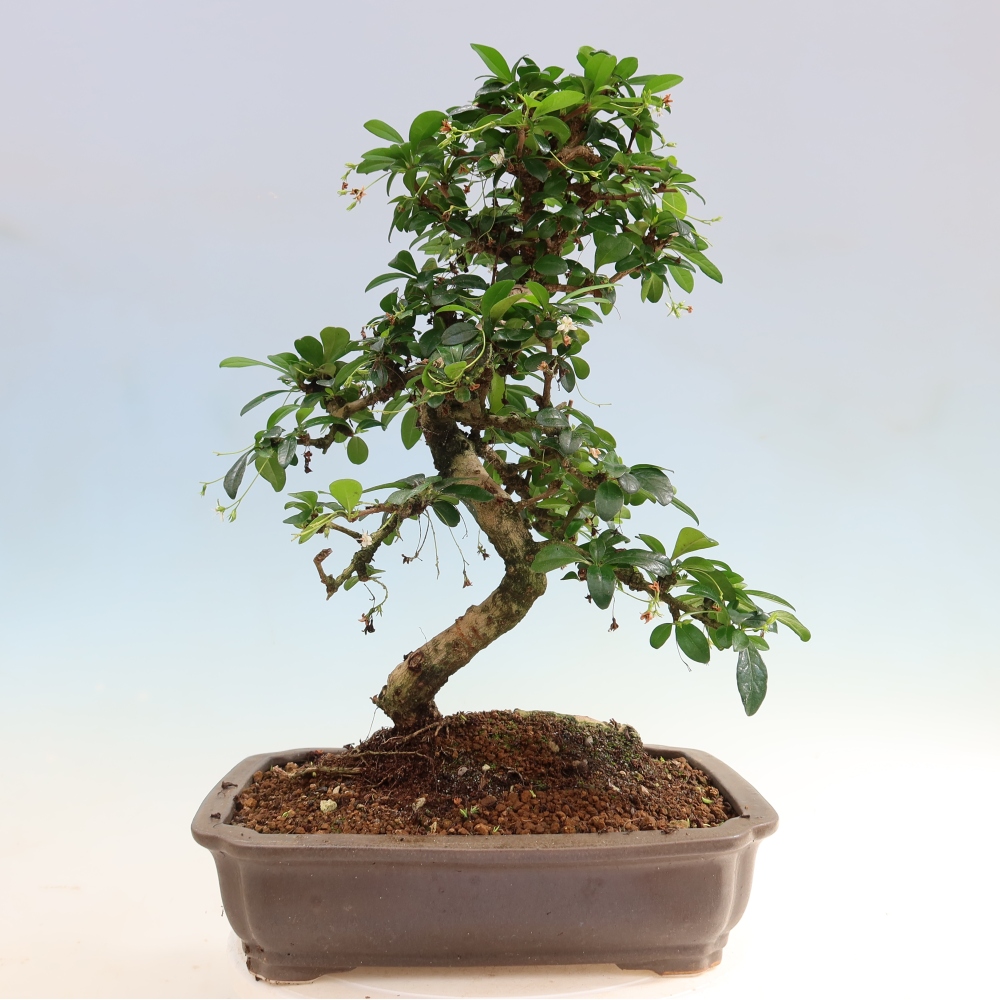 Szobai bonsai - Carmona macrophylla - Tea fuki