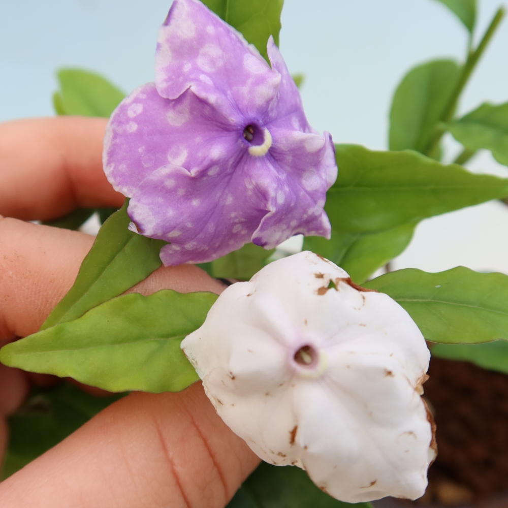 Szobai bonsai – Costa-jázmin – Brunfelsia
