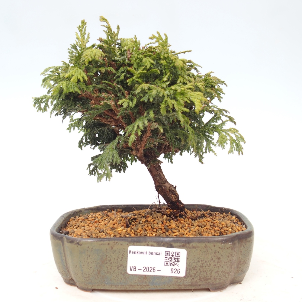 Kültéri bonsai - Cham.pis Parslori - ciprus