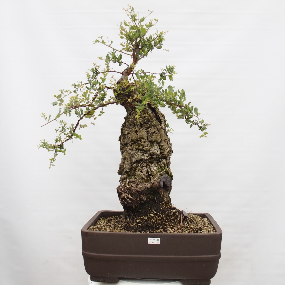 kültéri bonsai Quercus suber - parafa tölgy