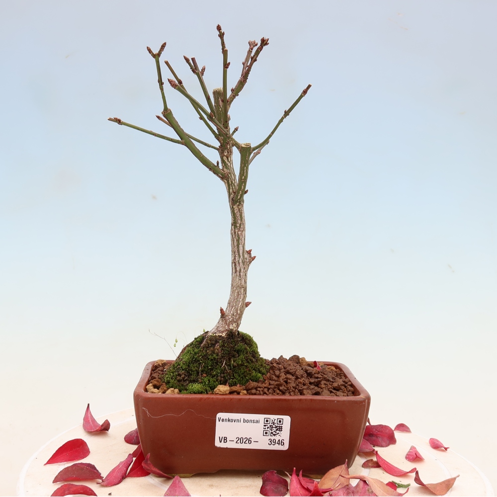 Kültéri bonsai – Euonymus alatus comactus – szárnyas szőlőfa