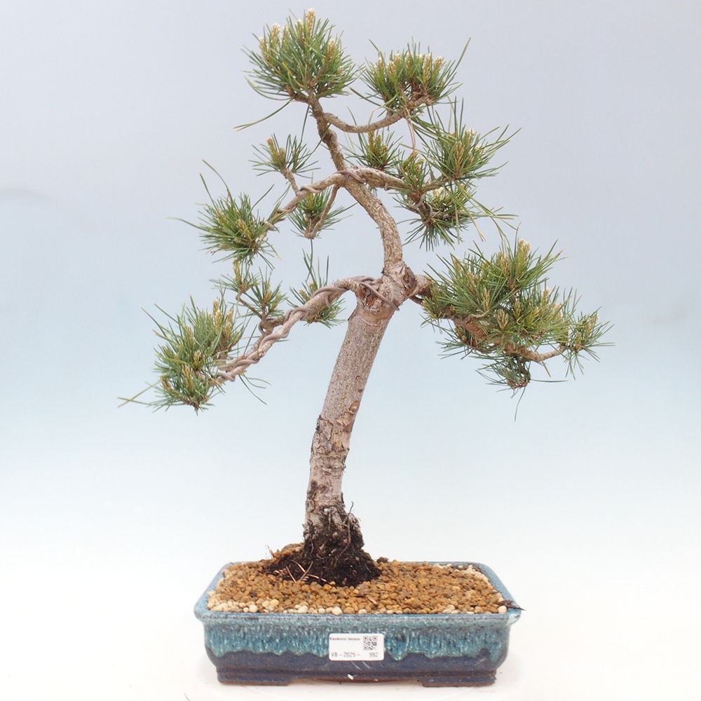 Kültéri bonsai - Pinus Sylvestris Watererri - erdeifenyő