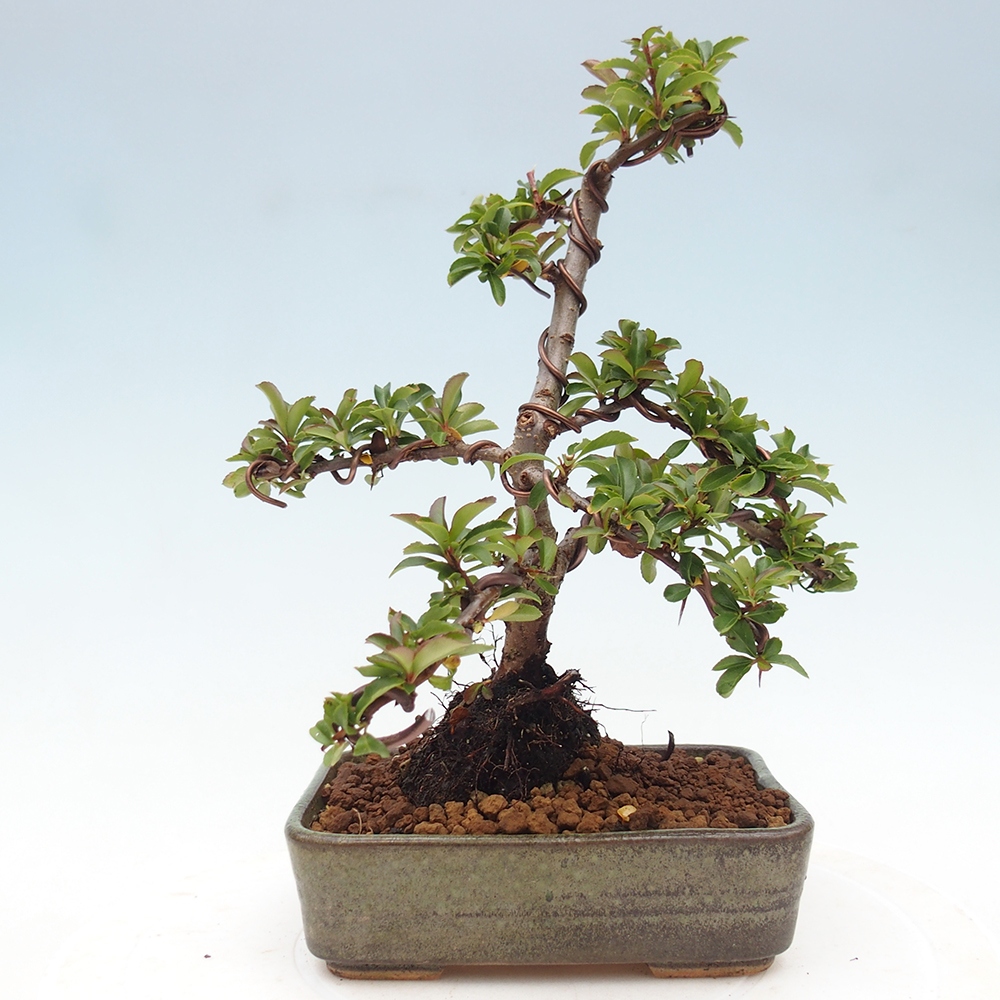 Kültéri bonsai-Pyracantha Teton - Hlox