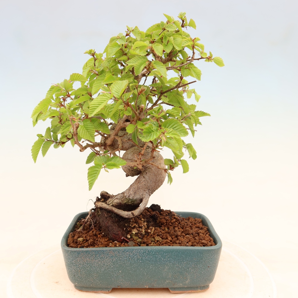 Kültéri bonsai -Carpinus Coreana - Koreai gyertyánfa