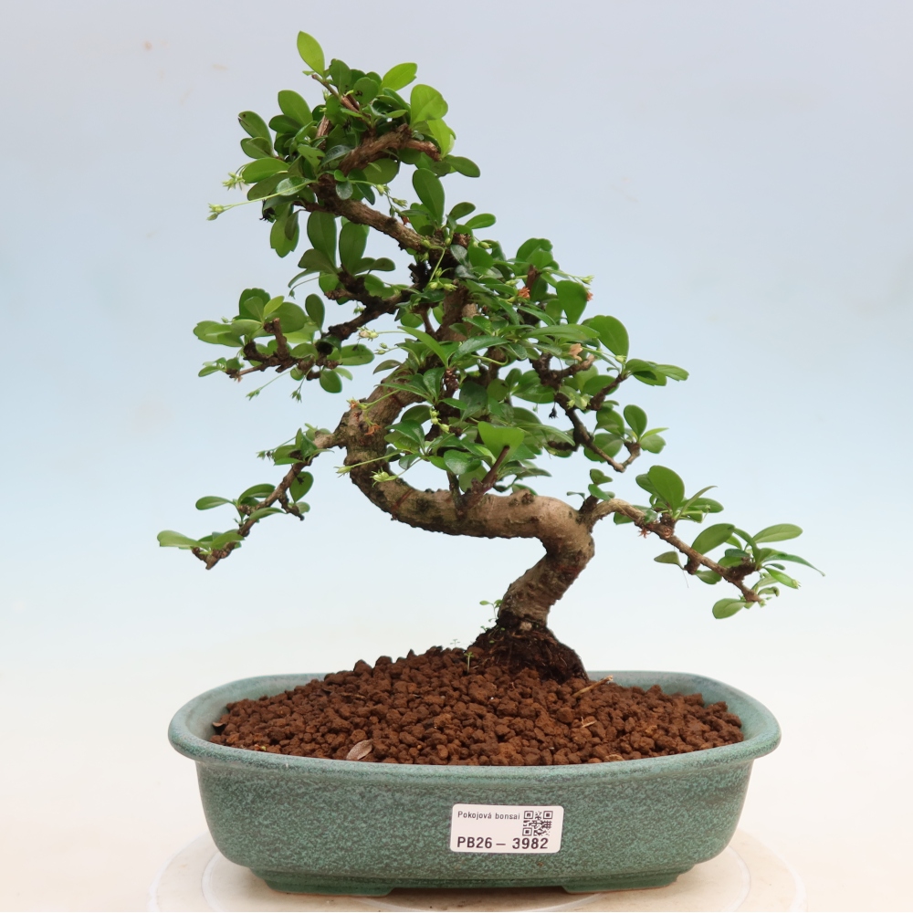 Szobai bonsai - Carmona macrophylla - Tea fuki