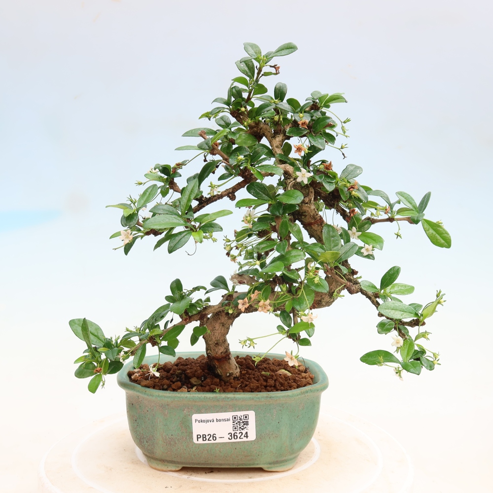 Szobai bonsai - Carmona macrophylla - Tea fuki