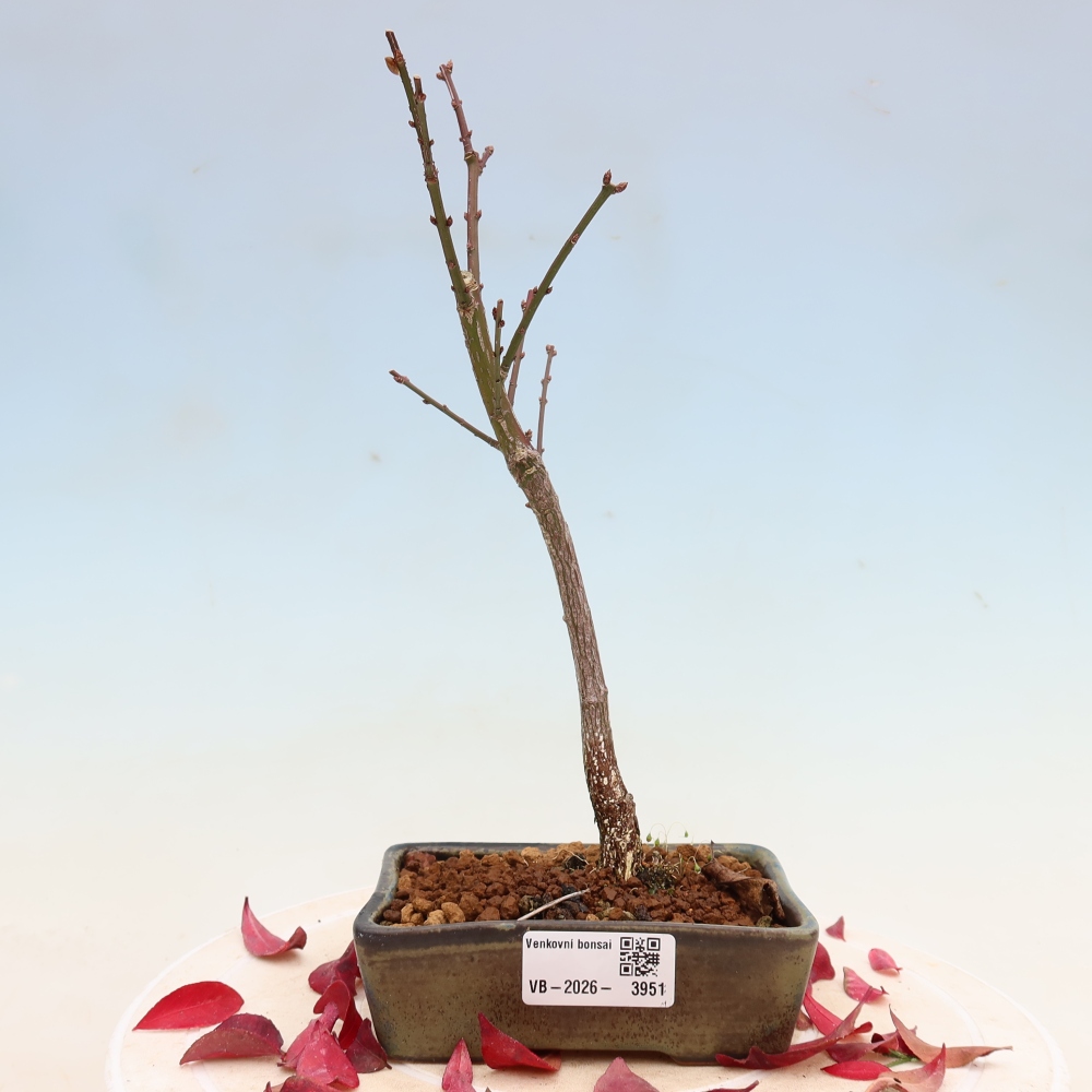 Kültéri bonsai – Euonymus alatus comactus – szárnyas szőlőfa