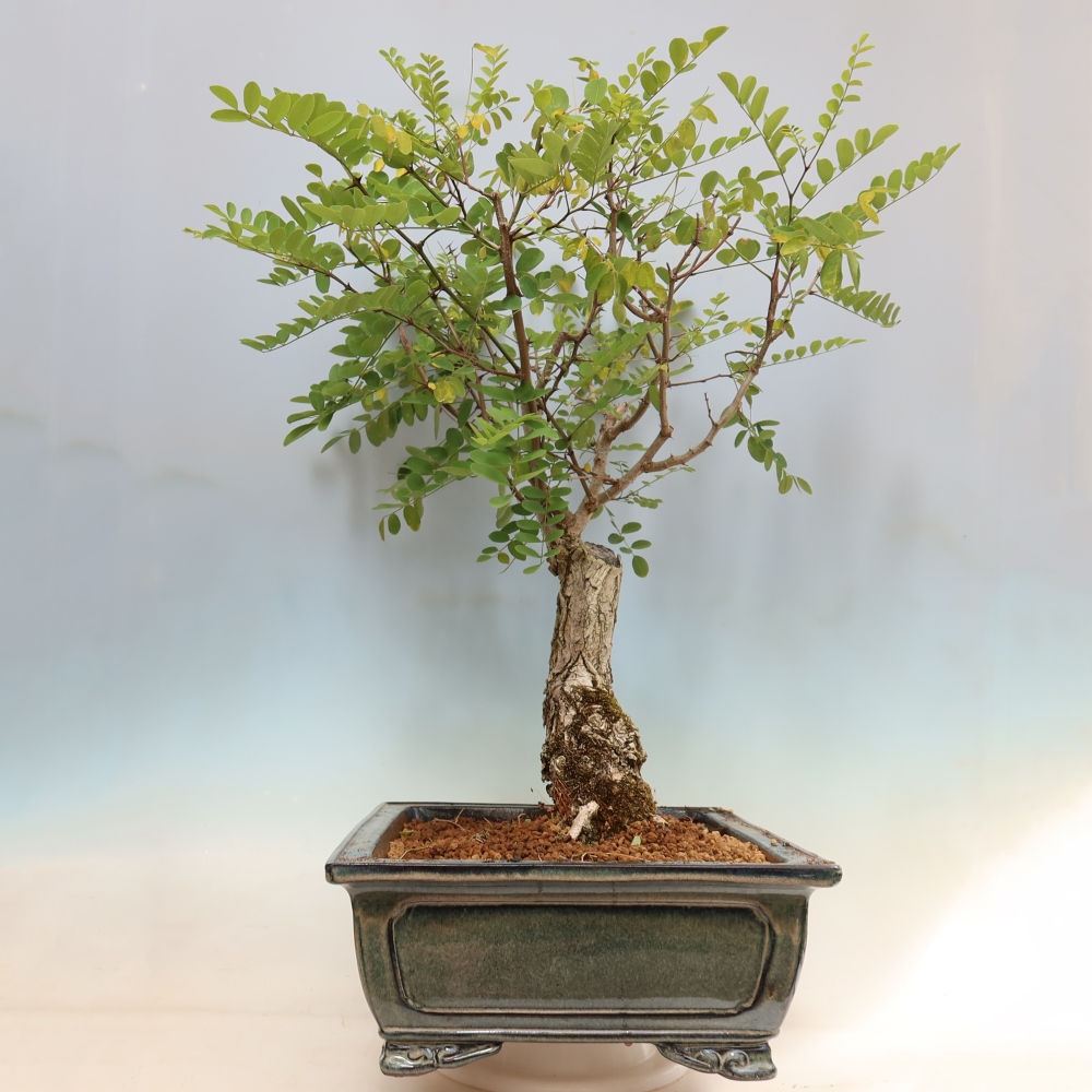 Kültéri bonsai - Tüskés akác - Robinia pseudoacacia