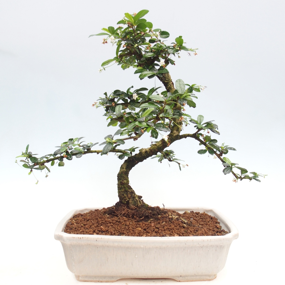 Szobai bonsai - Carmona macrophylla - Tea fuki