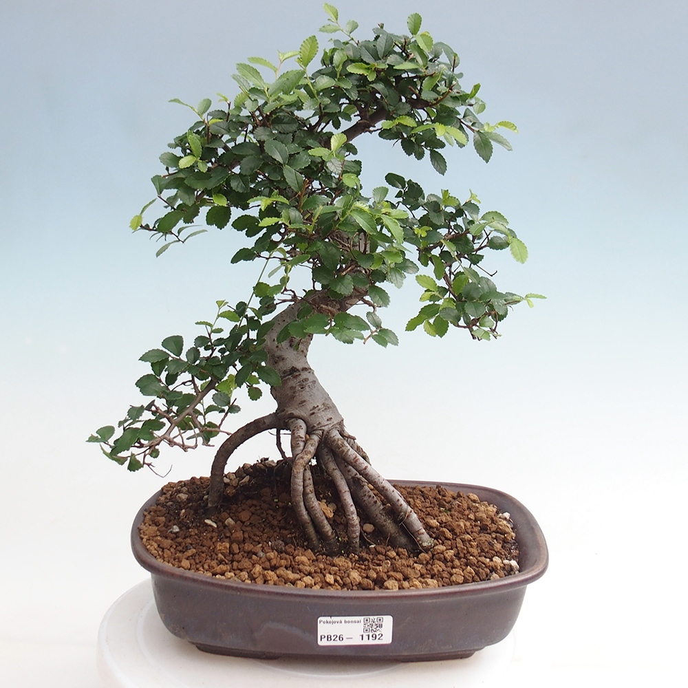 Szobai bonsai - Ulmus parvifolia - Kislevelű szilfa