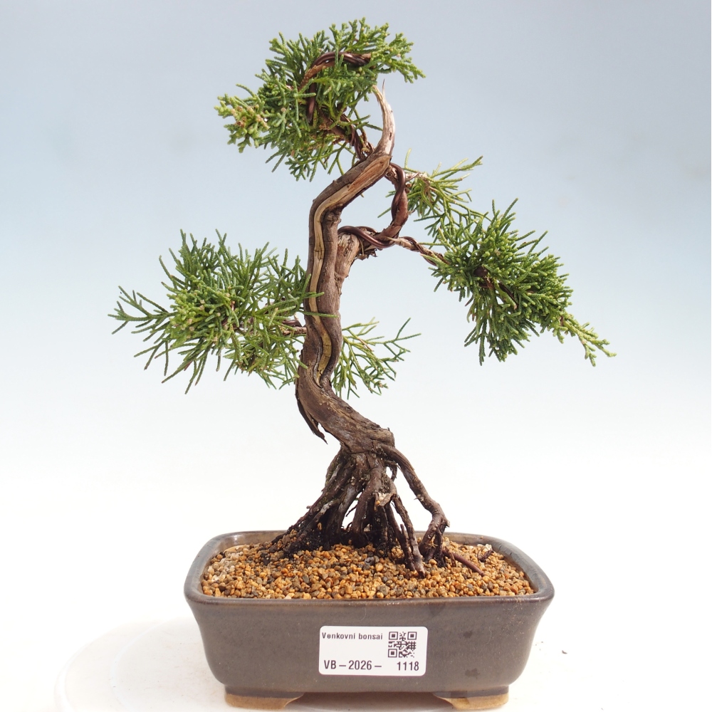 Kültéri bonsai - Juniperus chinensis Kishu
