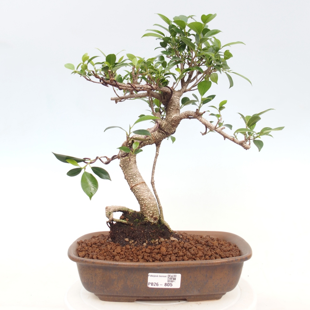 Szobai bonsai - Ficus kimmen - kislevelű fikusz