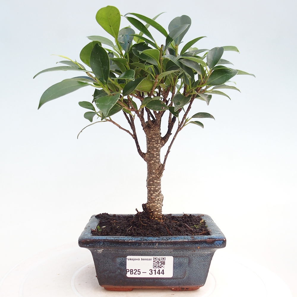 Szoba bonsai Ficus retusa kimmen