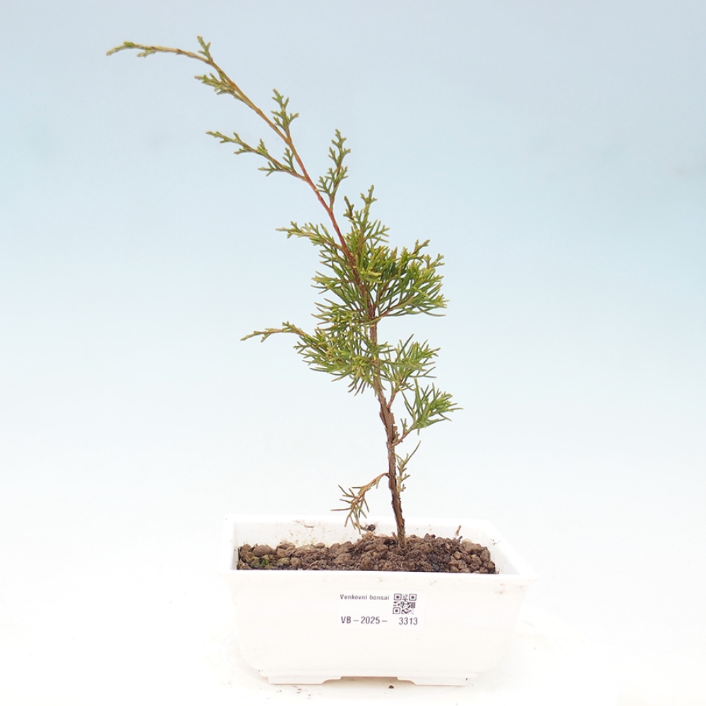 Kültéri bonsai - Juniperus chinensis Itoigawa