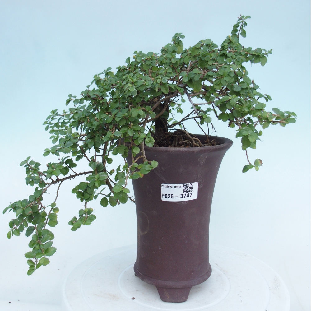 Szobai bonsai - Grewia sp. - Grewia malafolia