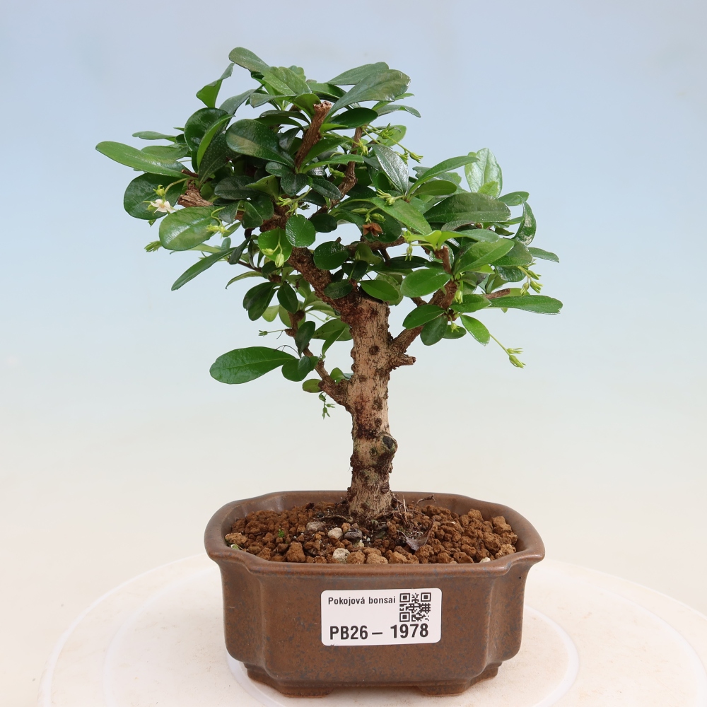 Szobai bonsai - Carmona macrophylla - Tea fuki