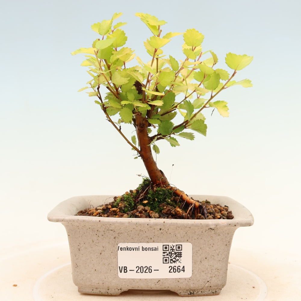 Kültéri bonsai – törpe nyír – Betula NANA Golden Treasure