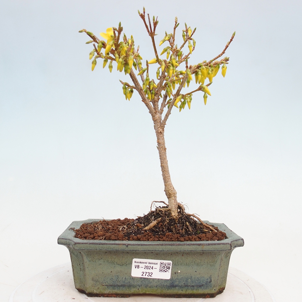 Kültéri bonsai - Zlatice - Forsythia intermedia