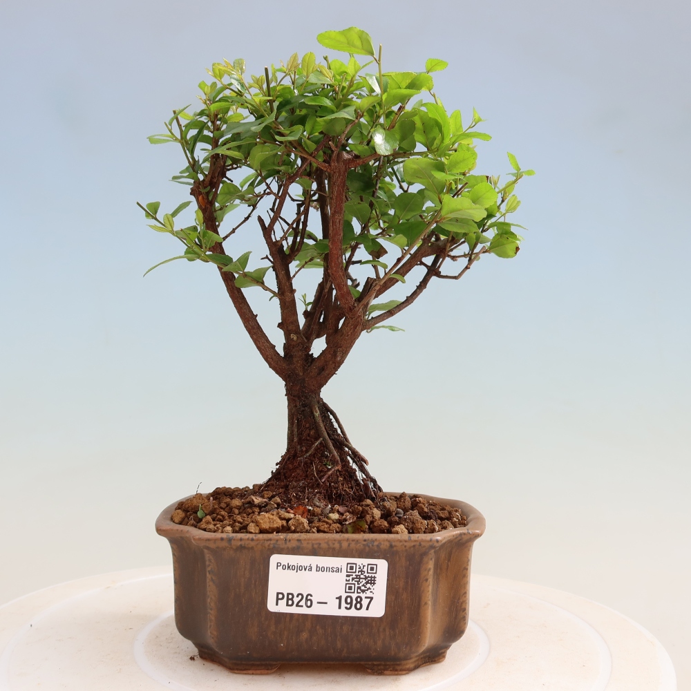 Szobai bonsai - Sageretia thea - Sageretia thea