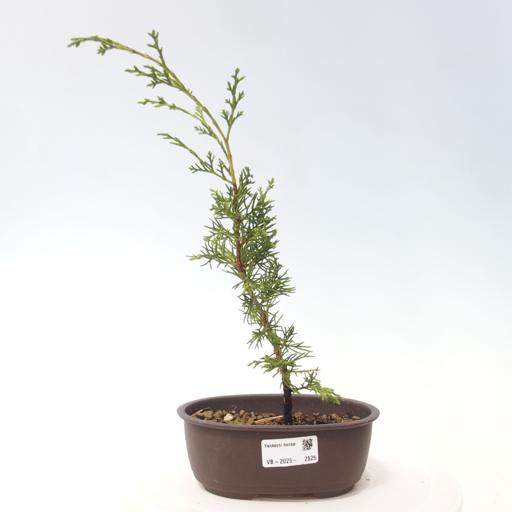 Kültéri bonsai - Juniperus chinensis Itoigawa