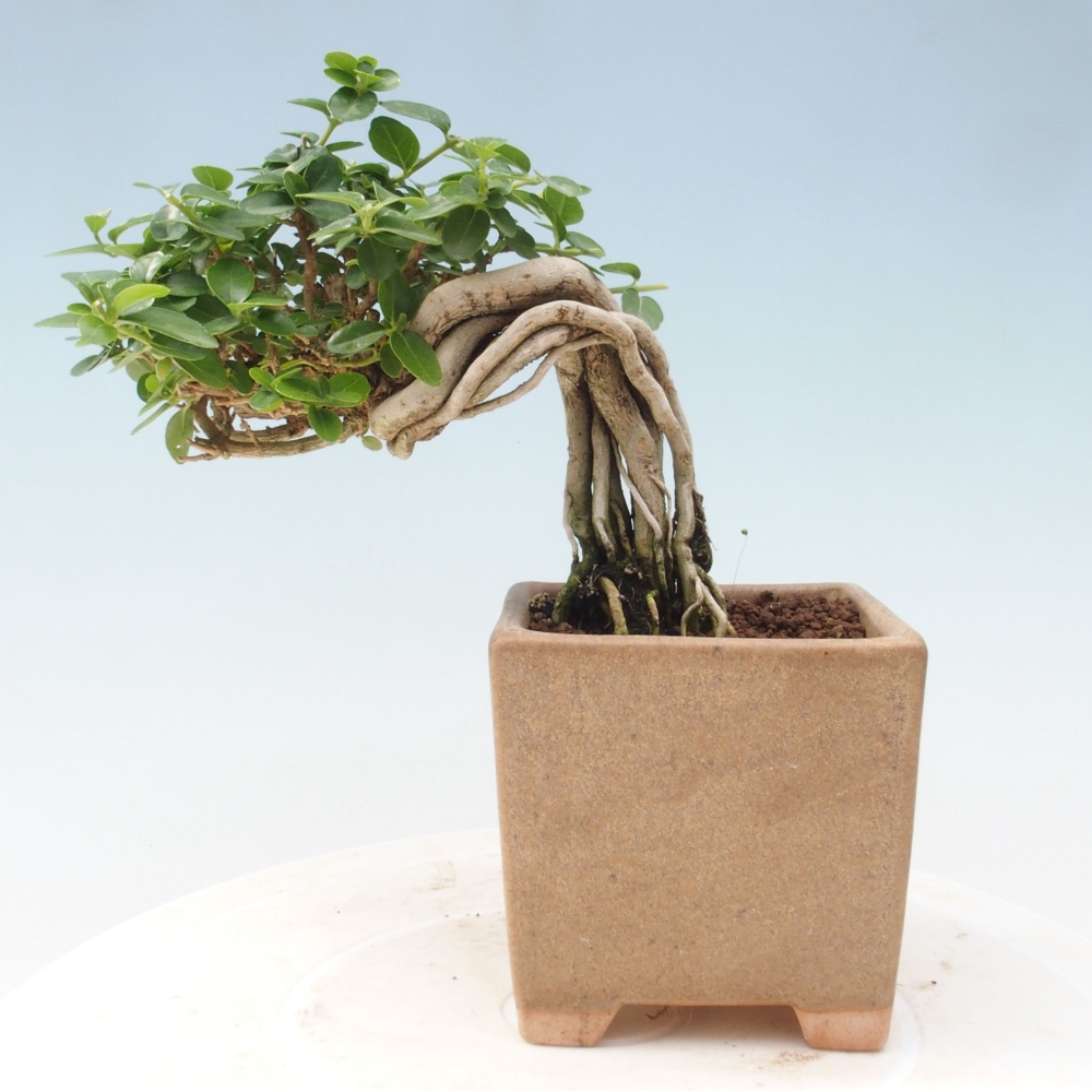 Beltéri bonsai - Premna serratifolia - Kozlovna malolista