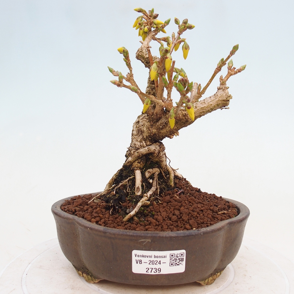 Kültéri bonsai - Zlatice - Forsythia intermedia
