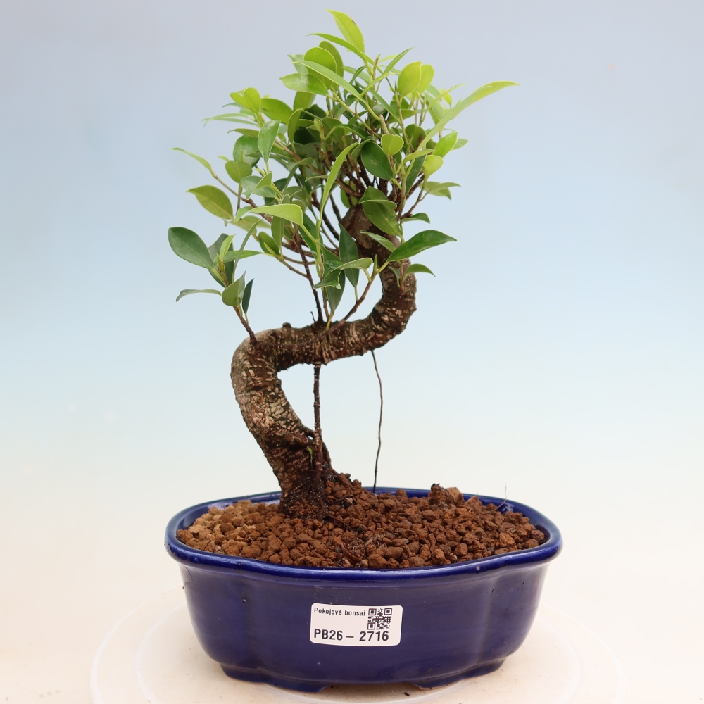 Szobai bonsai - Ficus kimmen - kislevelű fikusz