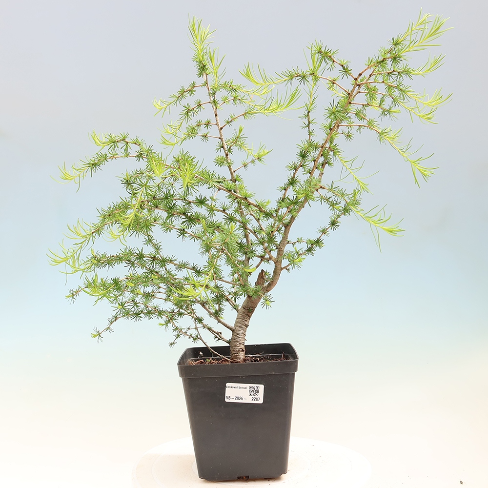 Kültéri bonsai - Larix decidua - vörösfenyő