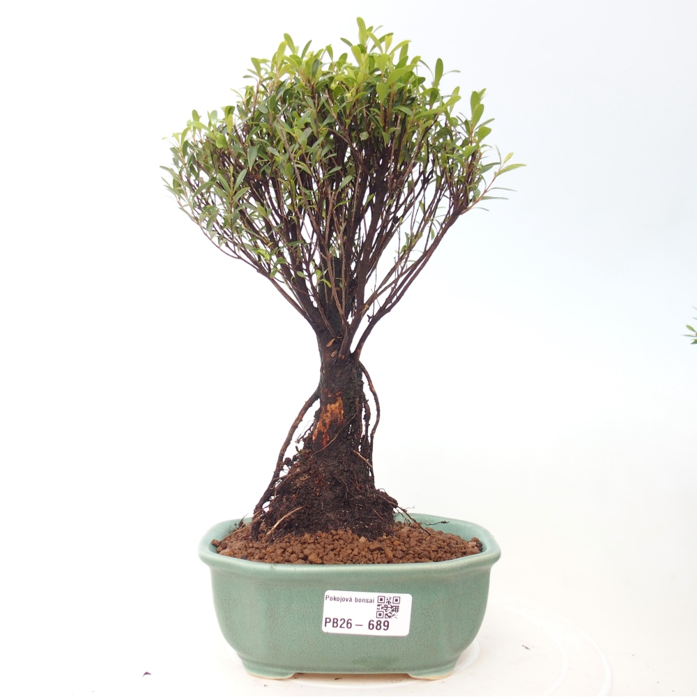 Szobai bonsai - Syzygium - Pimento