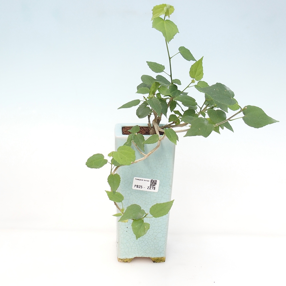 Beltéri bonsai - Malvaviscus arboreus