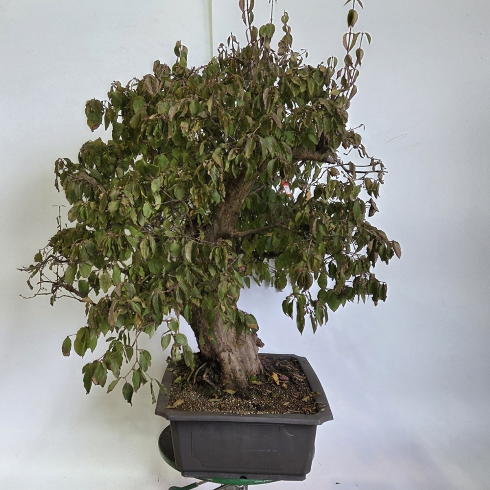 Kültéri bonsai kutyafa - Cornus Mas