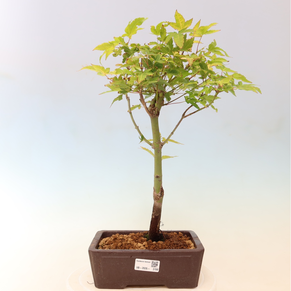 Acer palmatum Aureum - Arany juhar