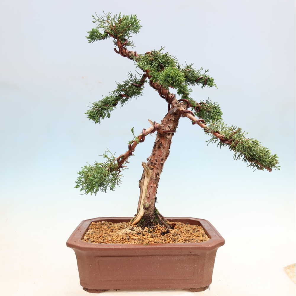 Kültéri bonsai - Juniperus chinensis Kishu