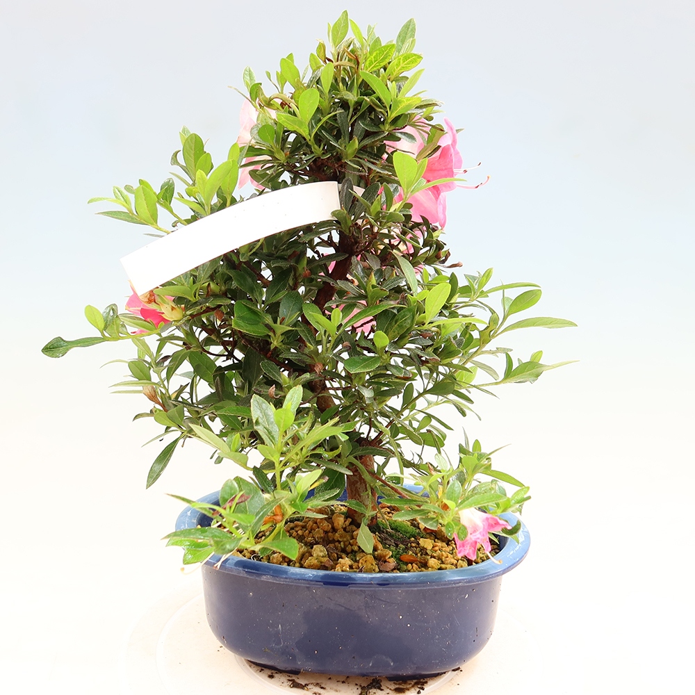 Kültéri bonsai - Japán azálea - Azalea Santoka