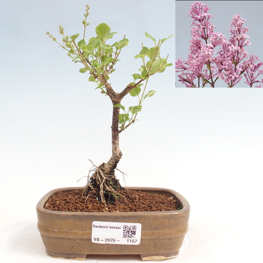Kültéri bonsai - Syringa Meyeri Palibin - Meyer's Lilac